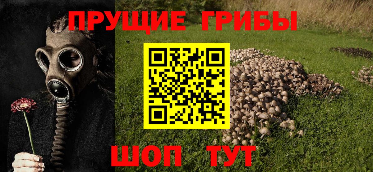 Псилоцибиновые грибы мицелий  Нерюнгри  где продают наркотики  Галлюциногенные грибы мухоморы 